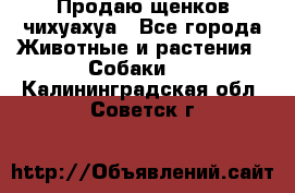 Продаю щенков чихуахуа - Все города Животные и растения » Собаки   . Калининградская обл.,Советск г.